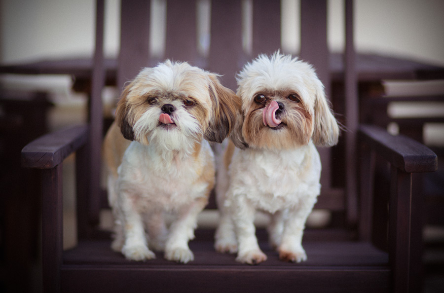 san francisco dog pet photographer