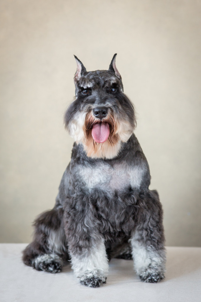 san francisco bay area burlingame dog photographer -