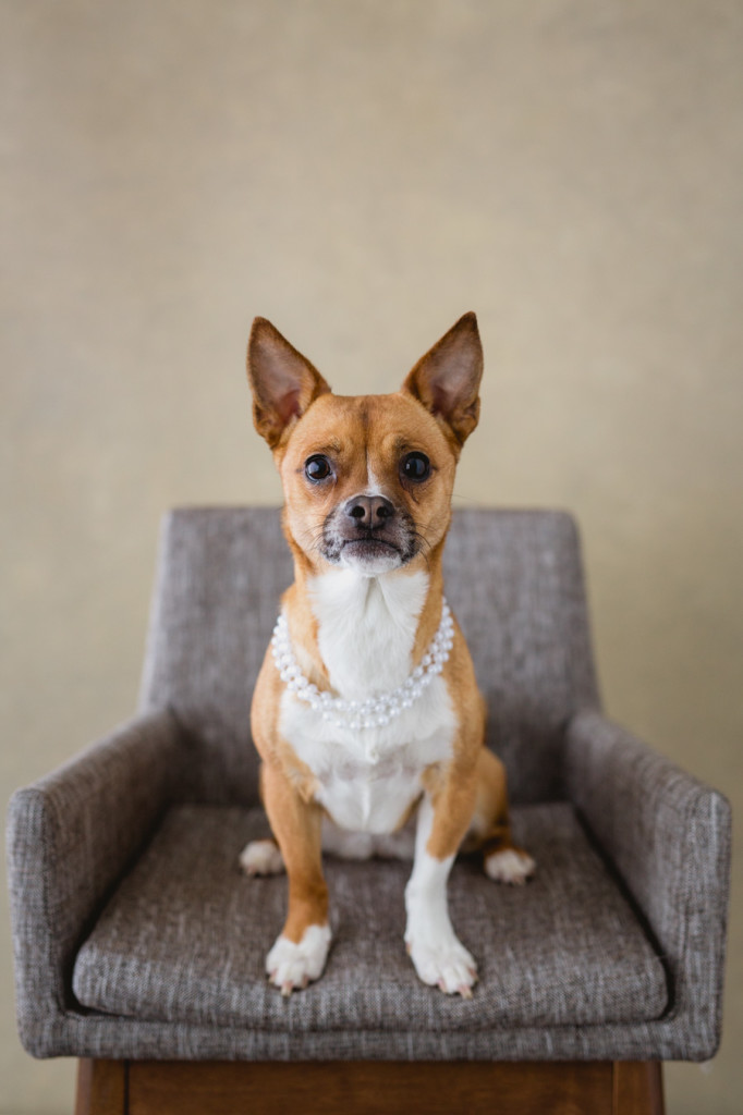 hillsborough burlingame atherton dog photographer san francisco burlingame studio