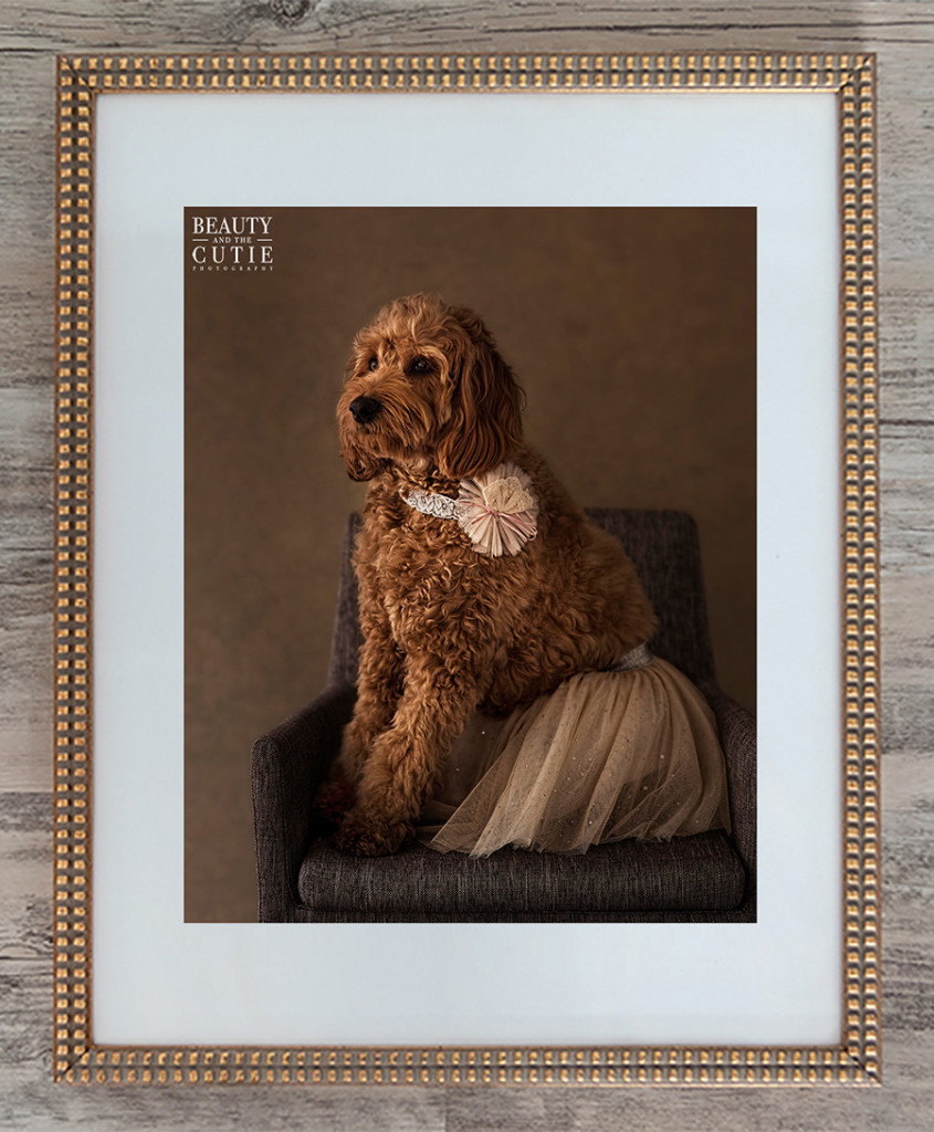 burlingame hillsborough sf dog pet photographer photography studio-0