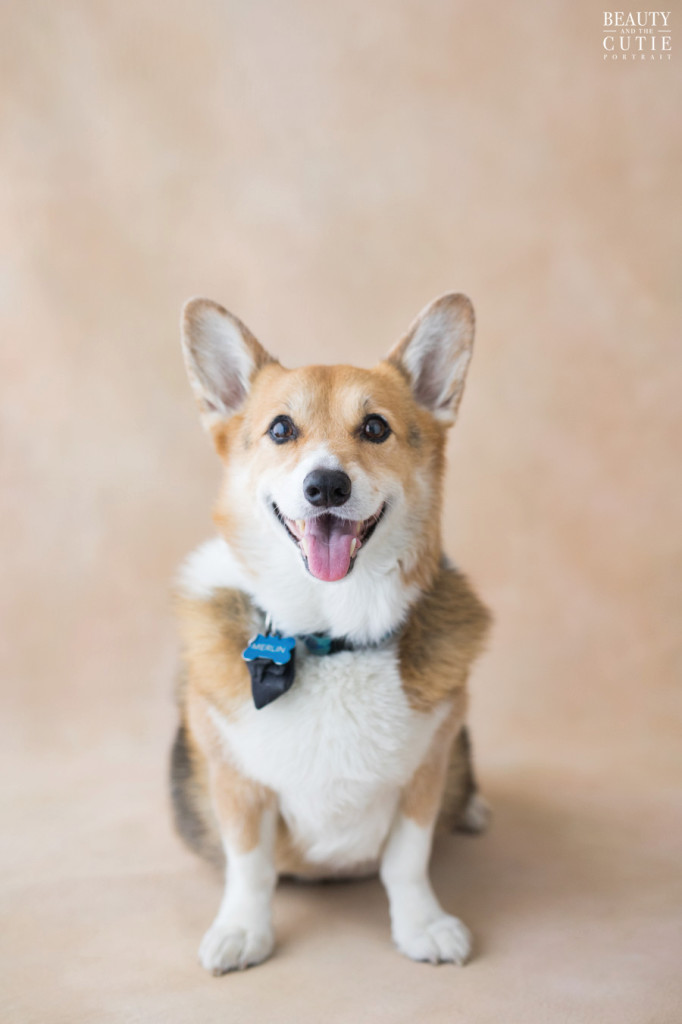 san francisco dog pet photographer photography studio