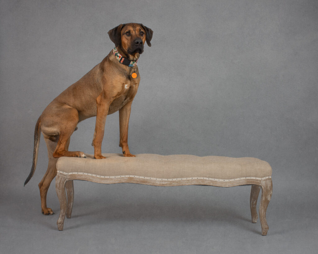 san francisco bay area pet dog photographer