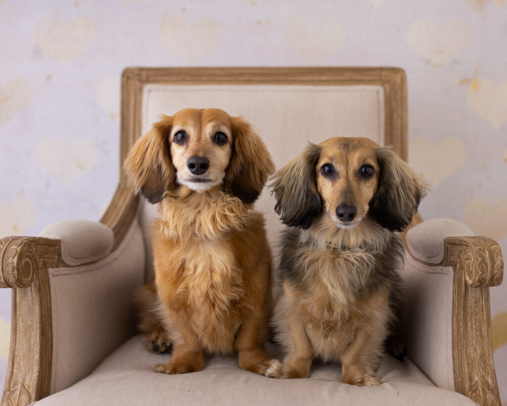 san francisco bay area pet dog photographer