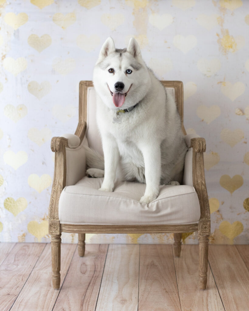 san francisco bay area pet dog photographer