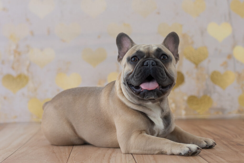 san francisco bay area pet dog photographer