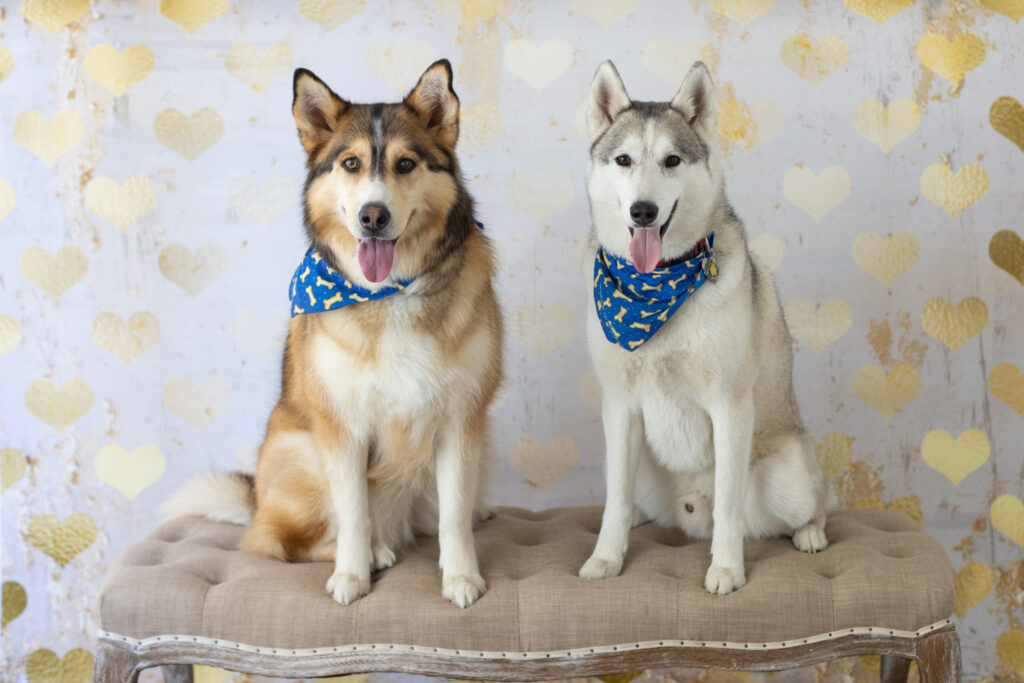 san francisco bay area pet dog photographer