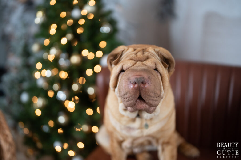 san francisco bay area dog pet photographer