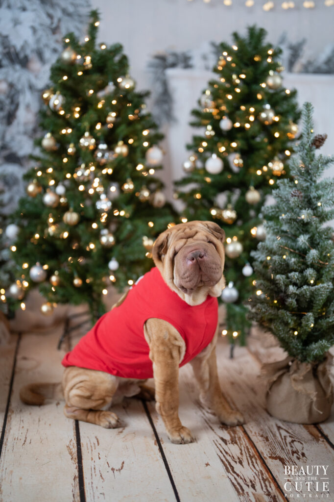 san francisco bay area dog pet photographer