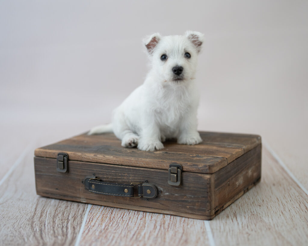 bay area sf dog portrait studio