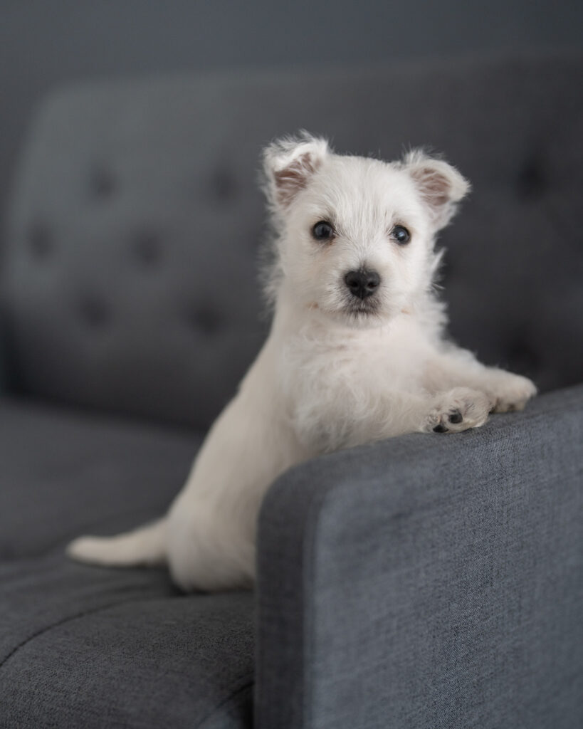 bay area sf dog portrait studio