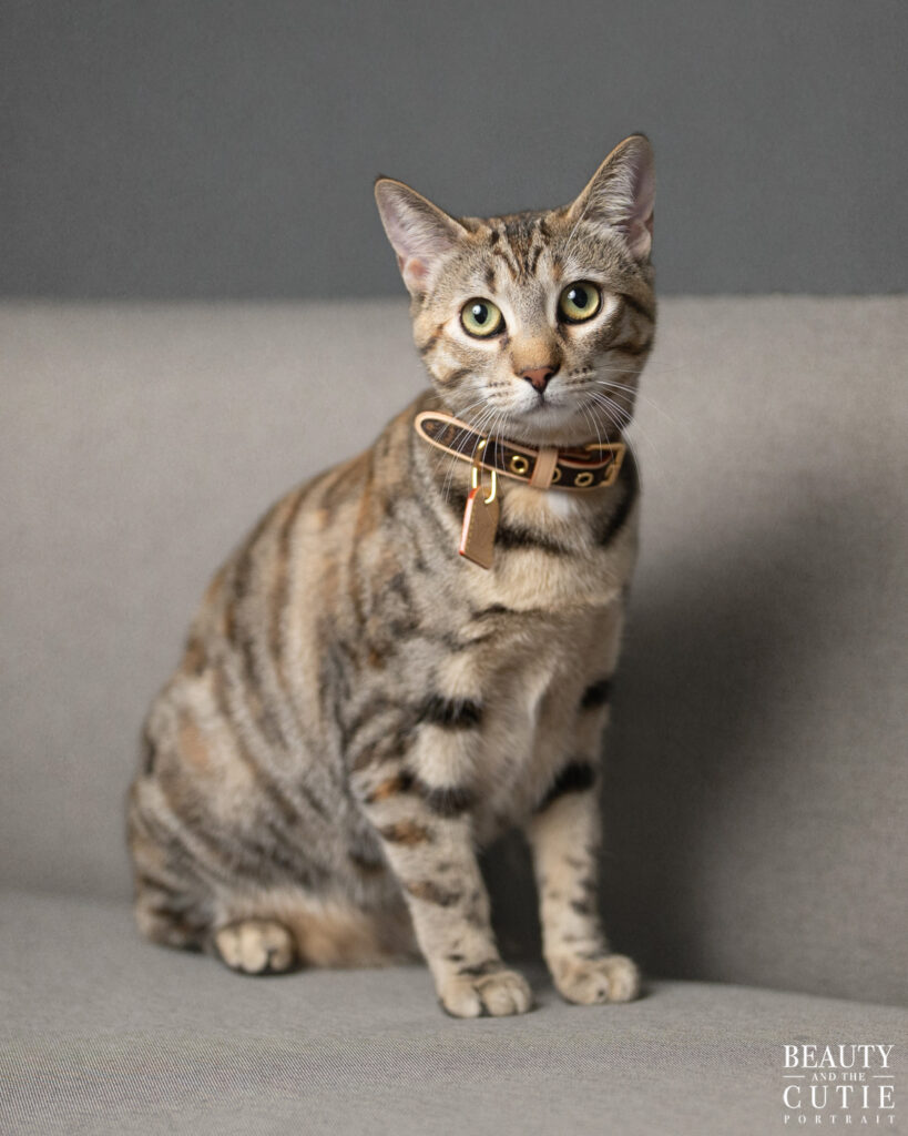 san francisco bay area cat pet photographer