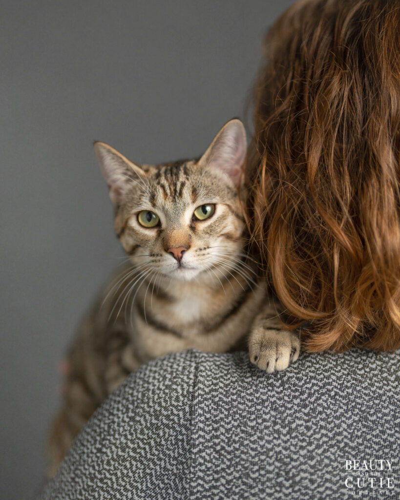 san francisco bay area cat pet photographer