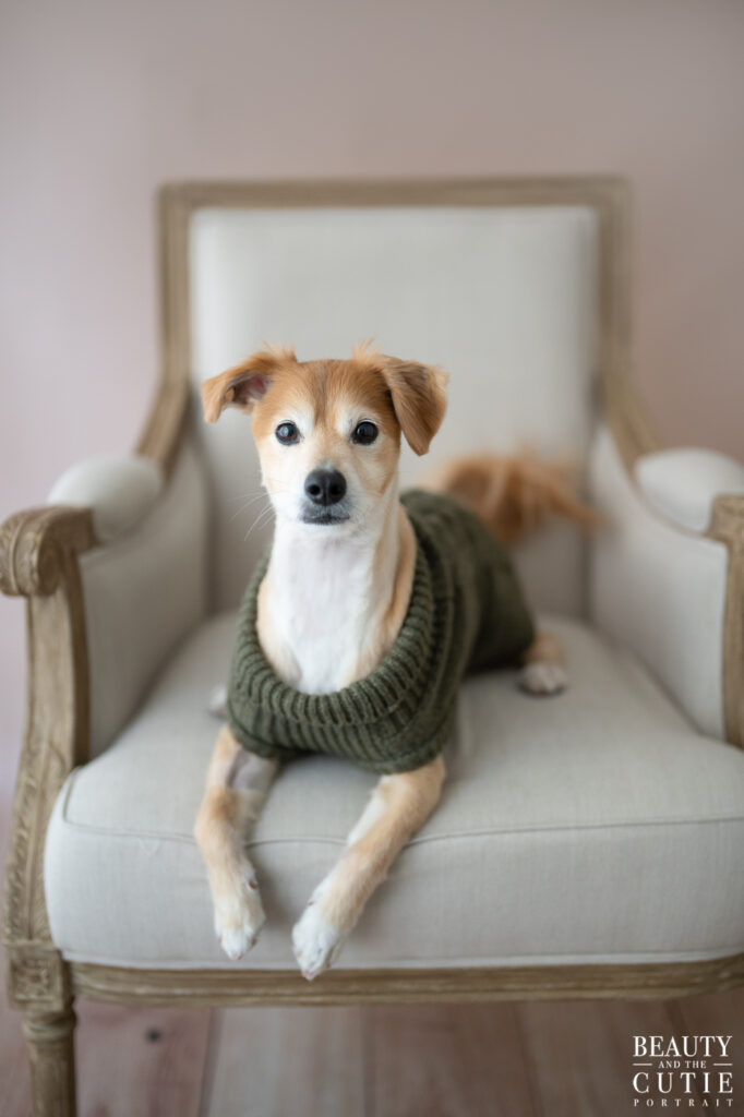 san francisco bay area dog photographer