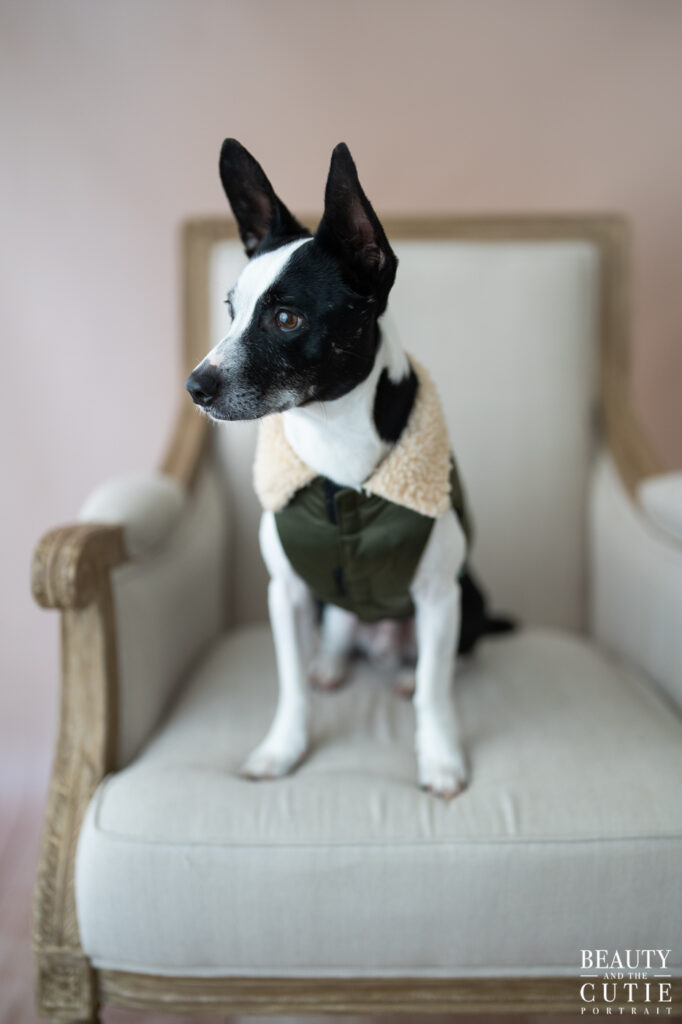 san francisco bay area dog photographer