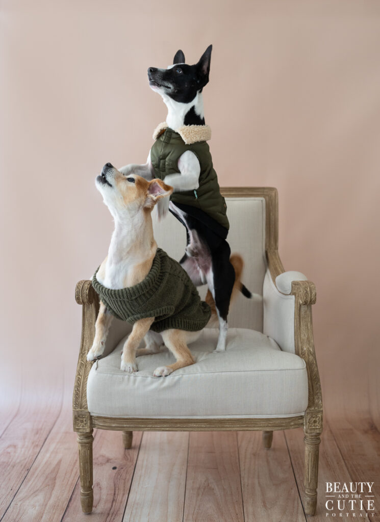 san francisco bay area dog photographer