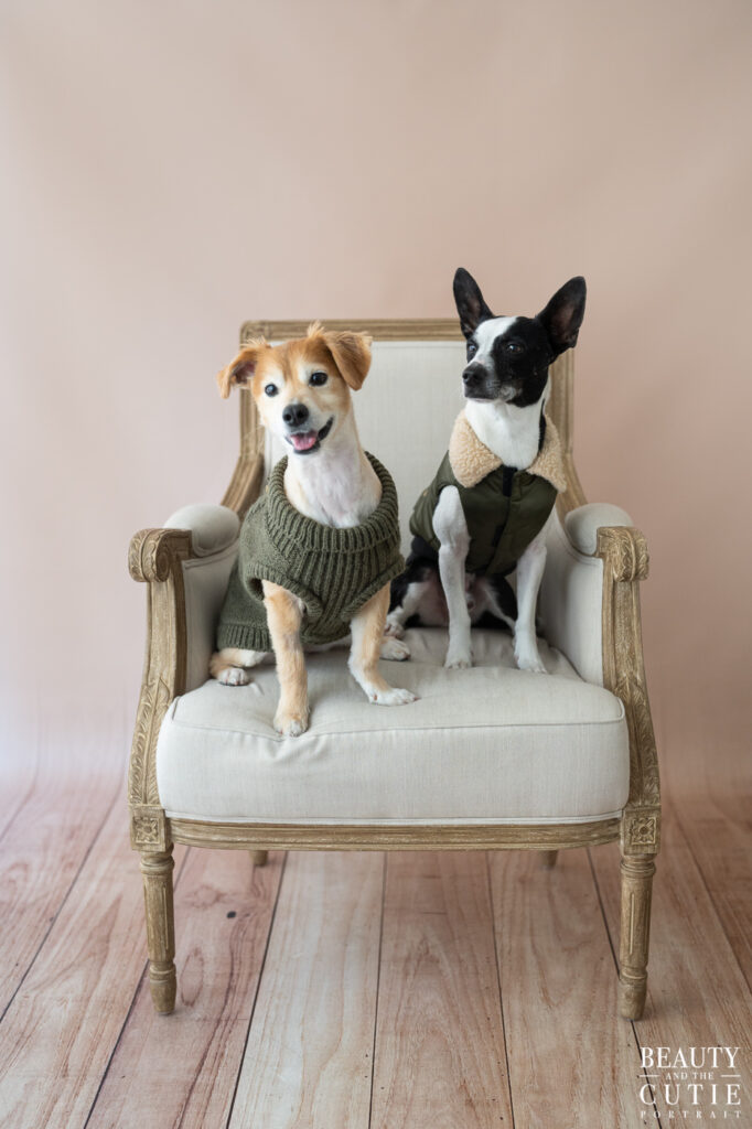 san francisco bay area dog photographer