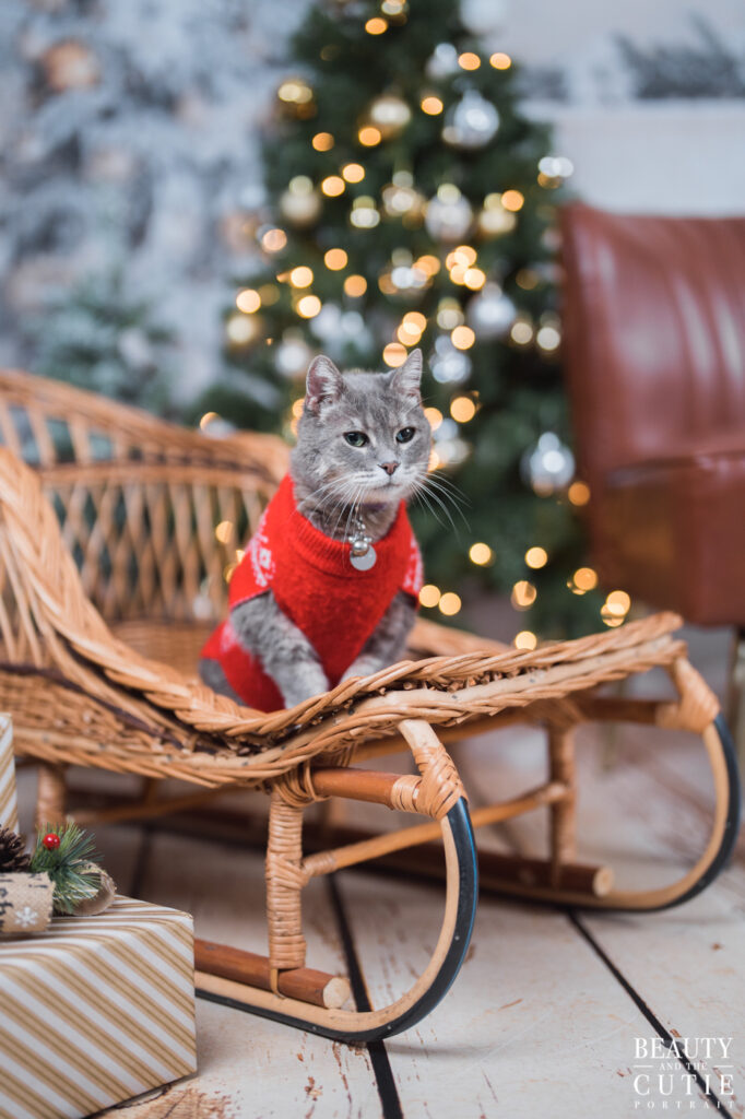 san francisco bay area cat pet photographer