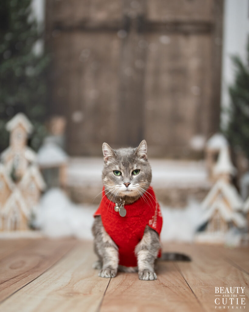 san francisco bay area cat pet photographer