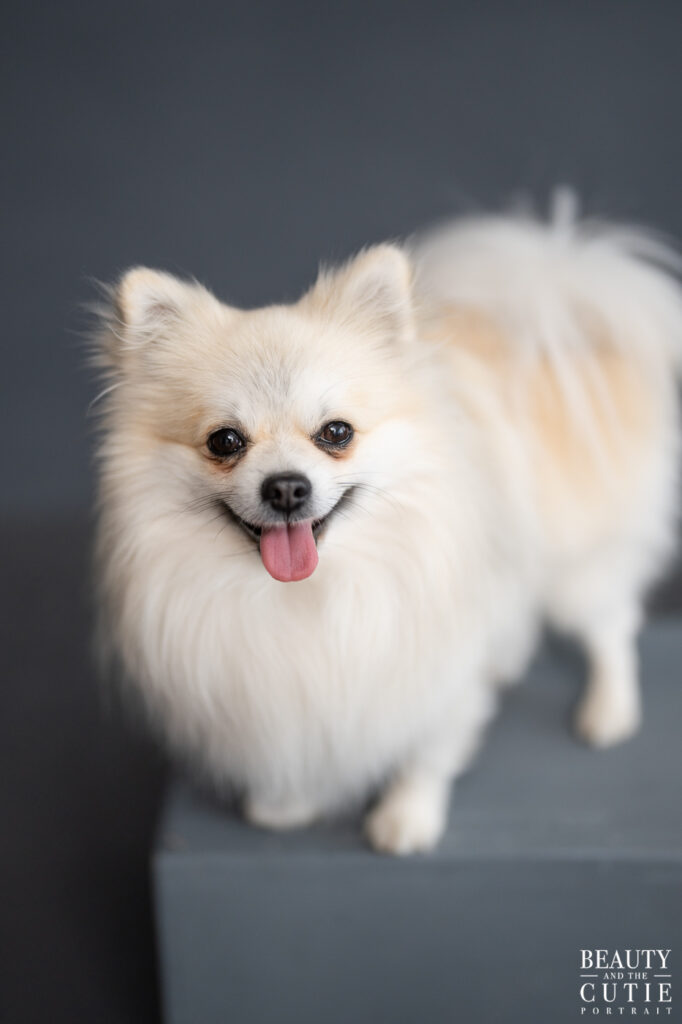 san francisco bay area dog photographer