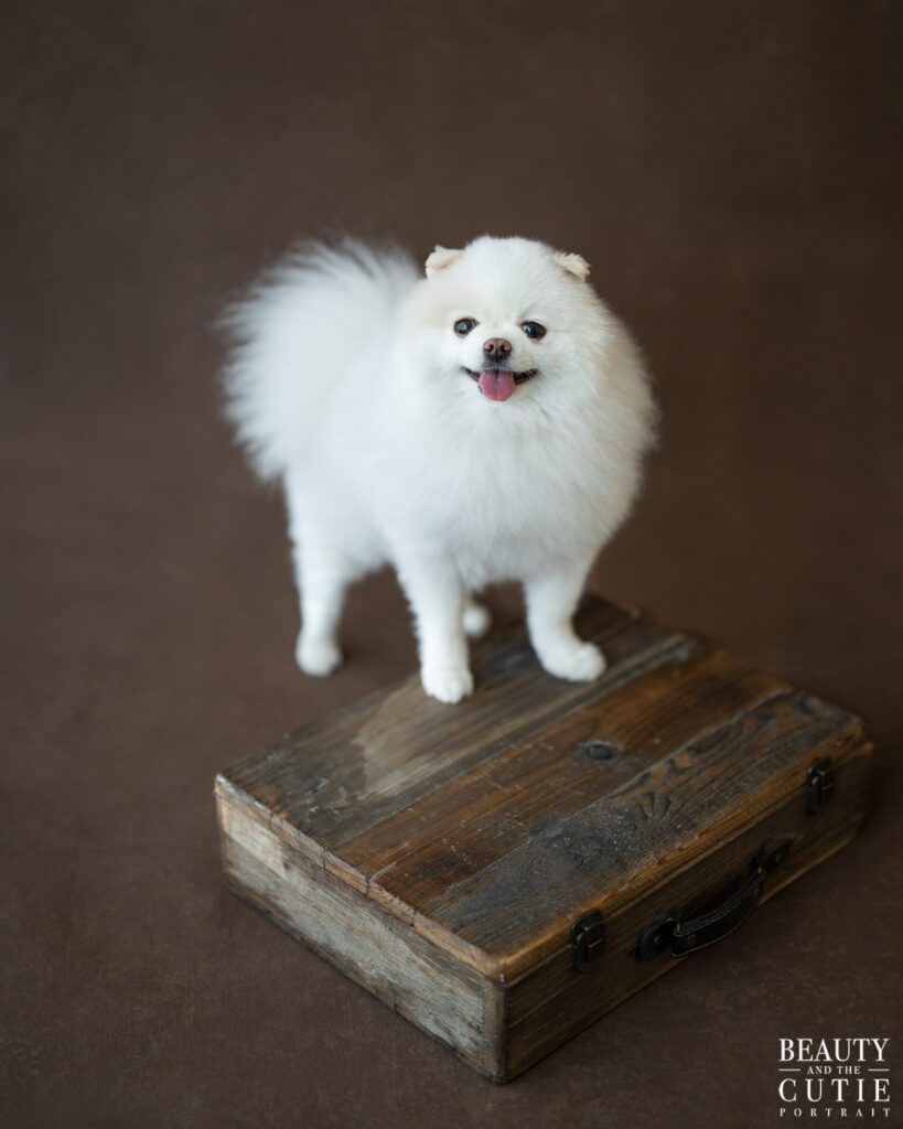 san francisco bay area dog photographer