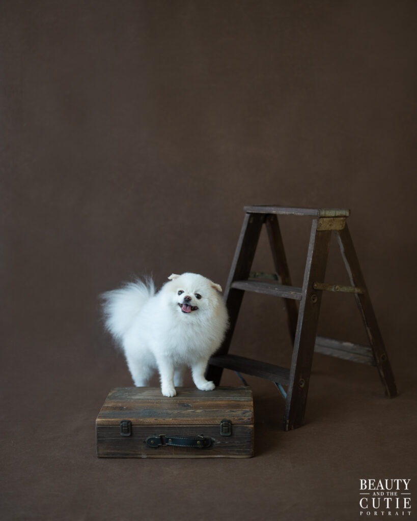 san francisco bay area dog photographer