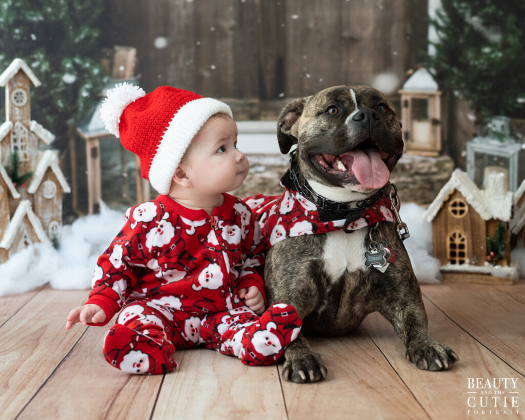 san francisco bay area dog pet photographer