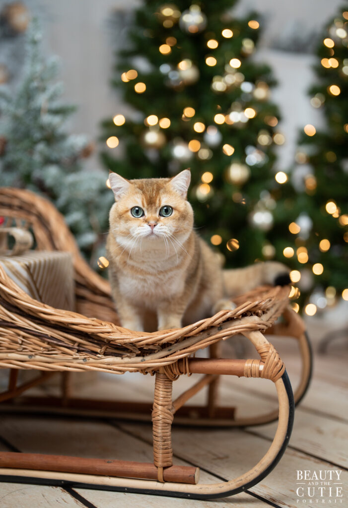 san francisco bay area cat pet photographer