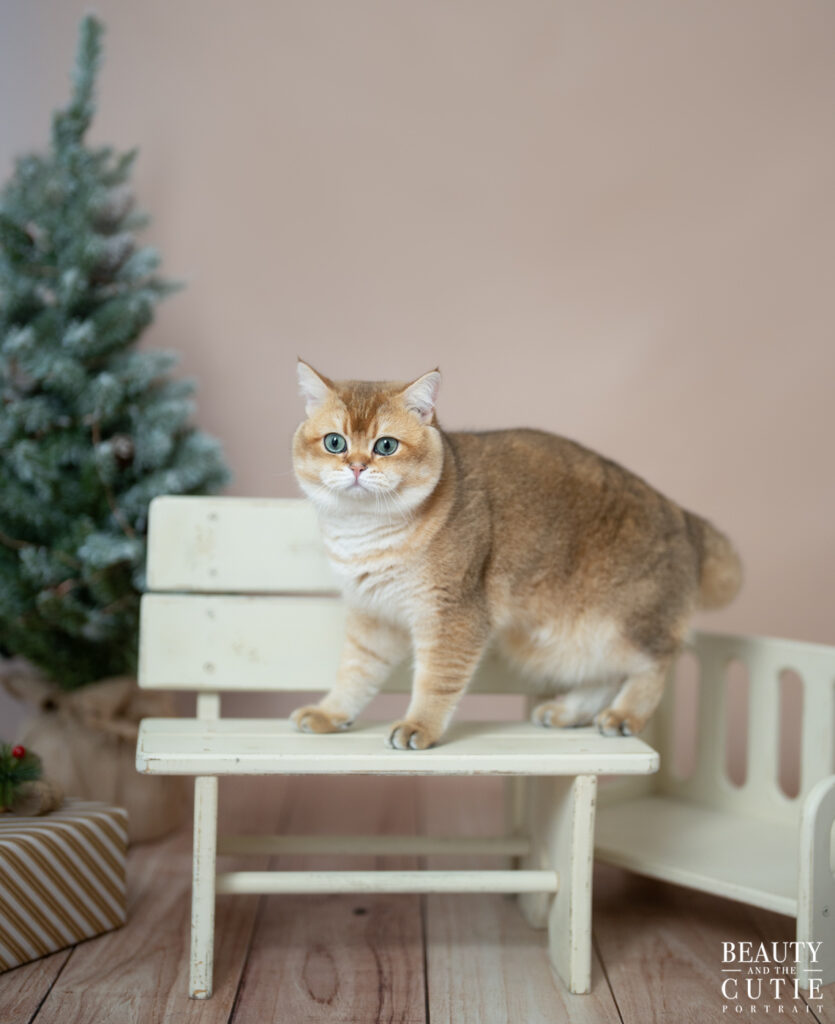 san francisco bay area cat pet photographer