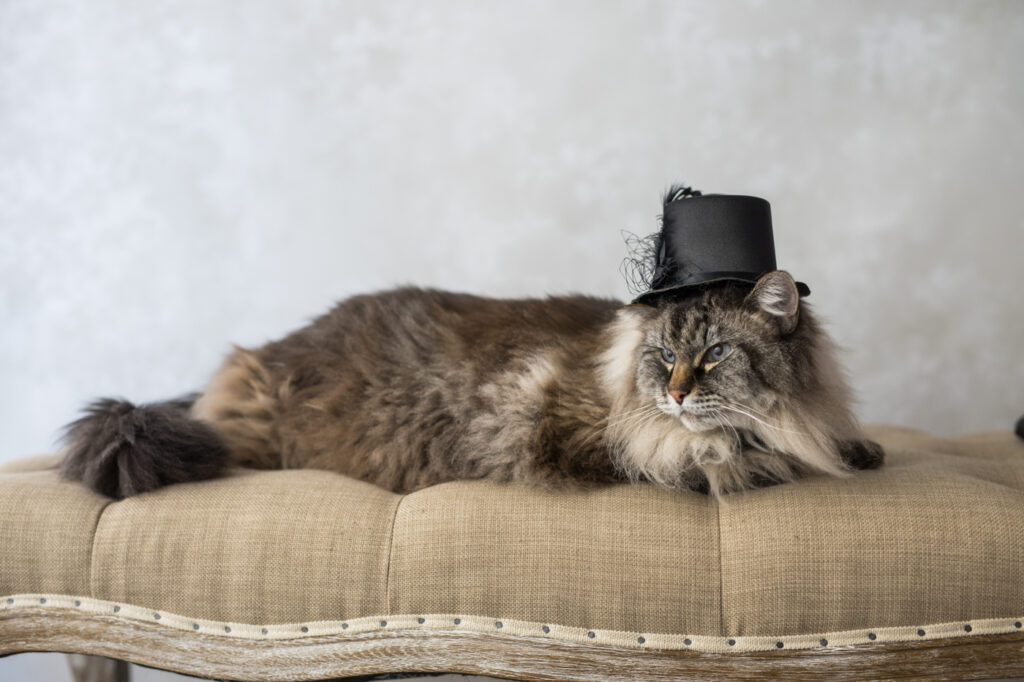 san francisco cat photographer