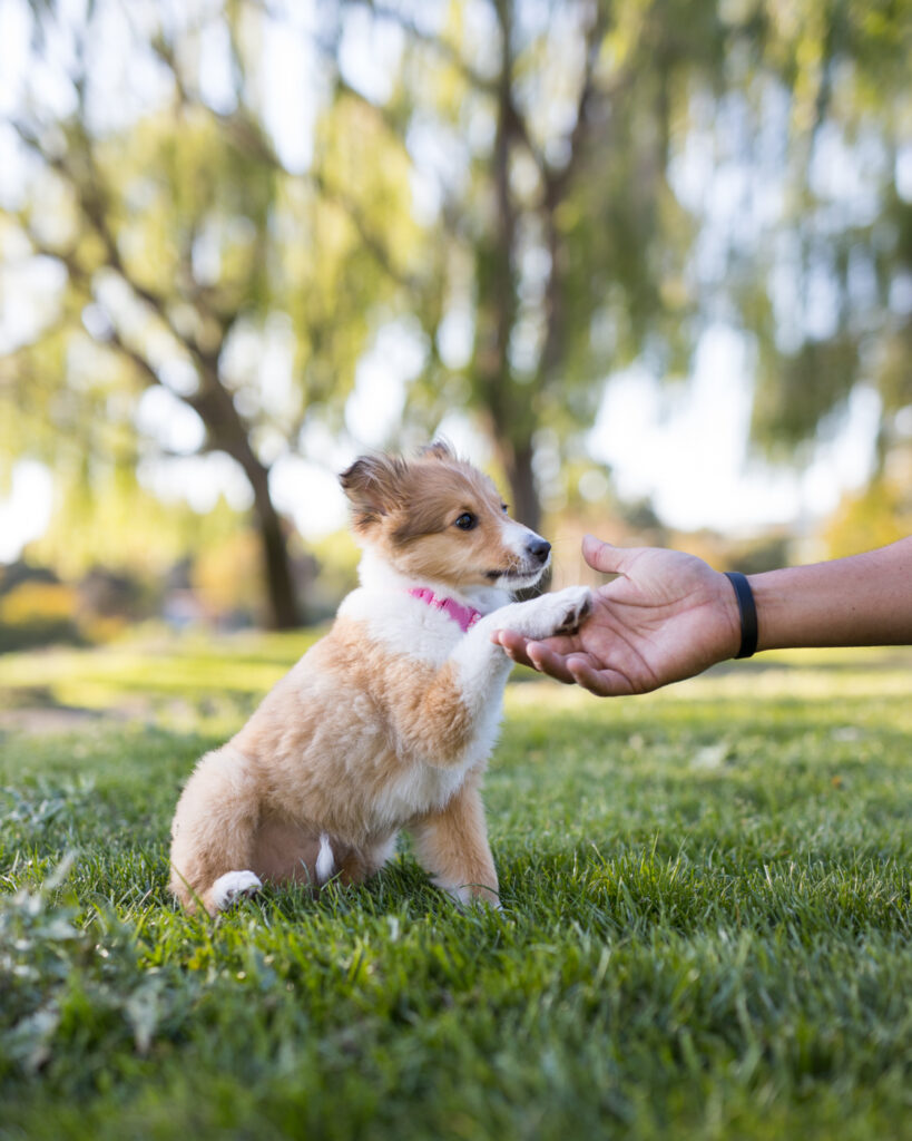 san francisco dog photographer