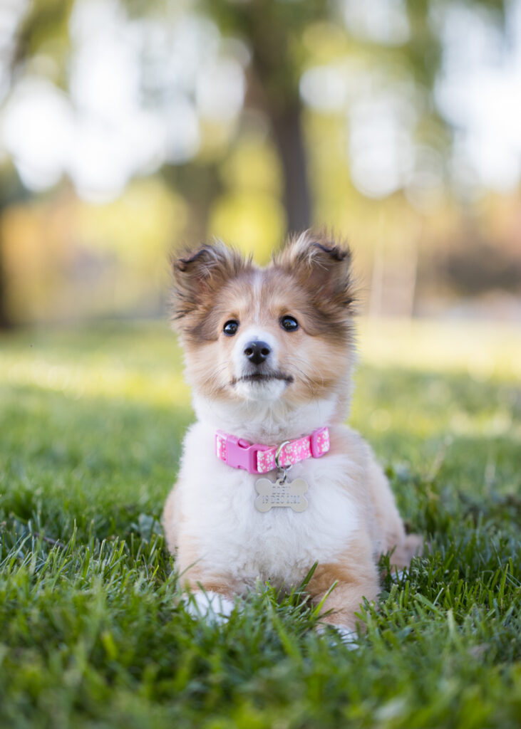 san francisco dog photographer