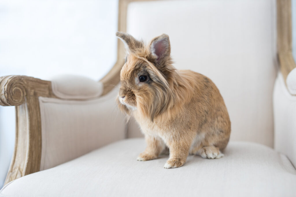 san francisco bunny photographer
