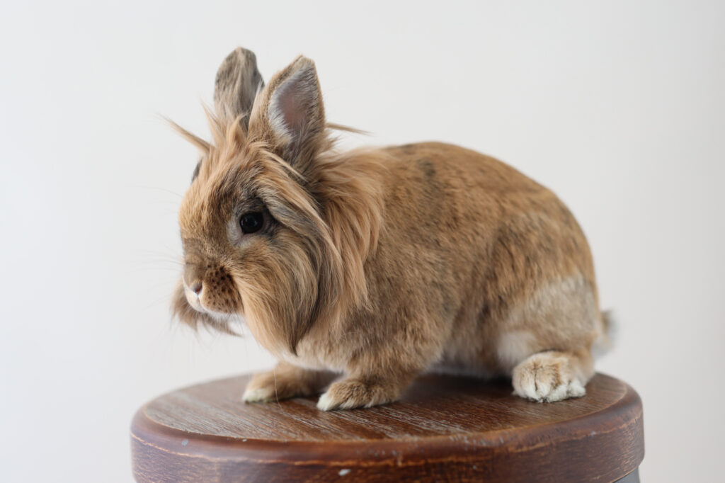san francisco bunny photographer