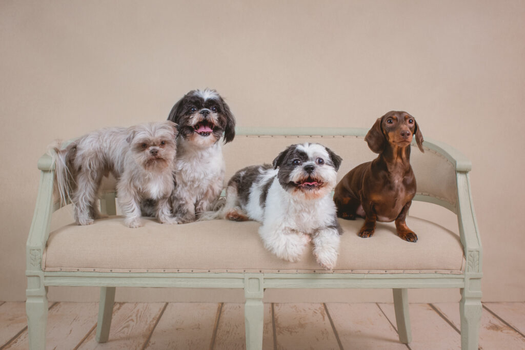 san francisco bay area pet dog photographer