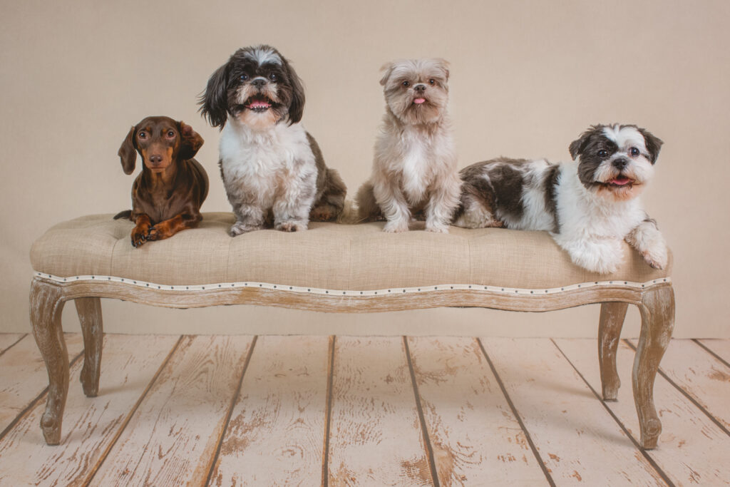 san francisco bay area pet dog photographer