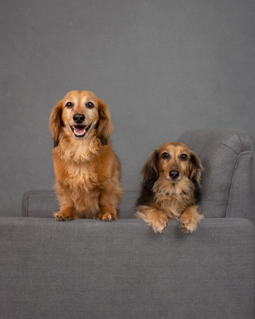 san francisco bay area pet dog photographer