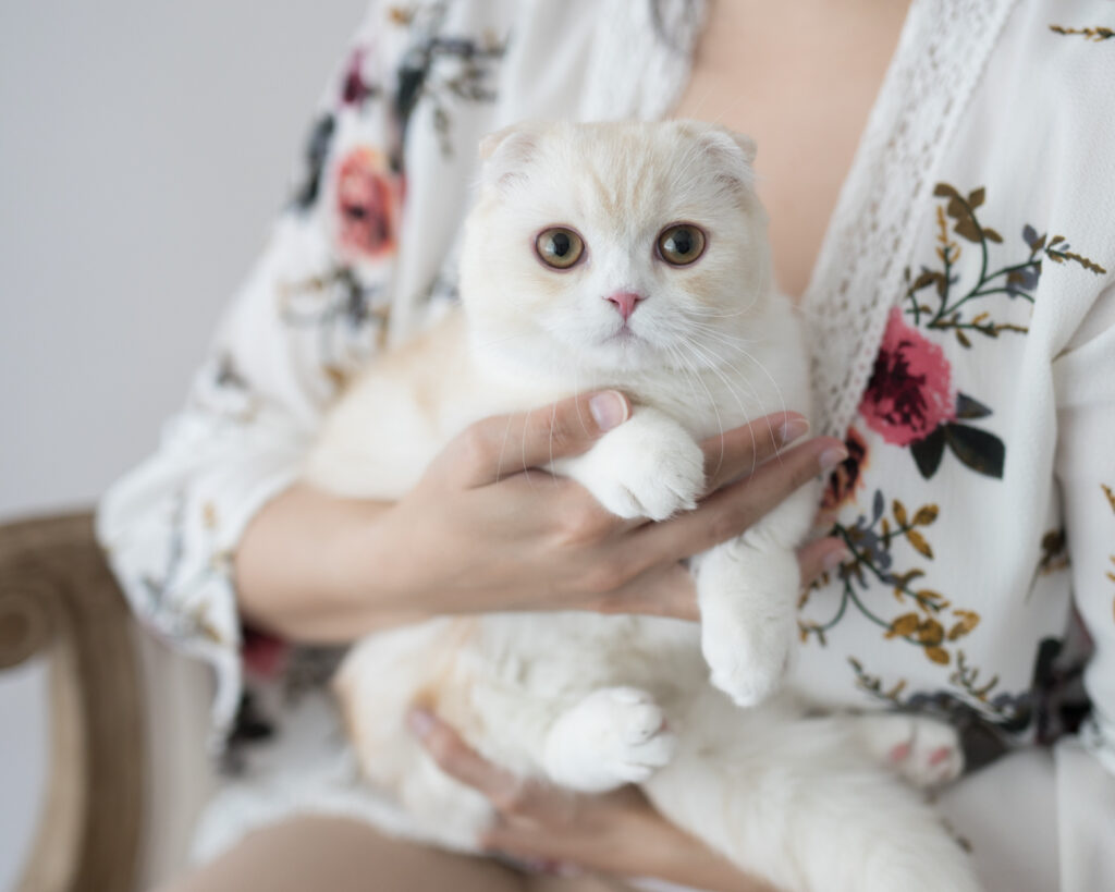 san francisco cat photographer