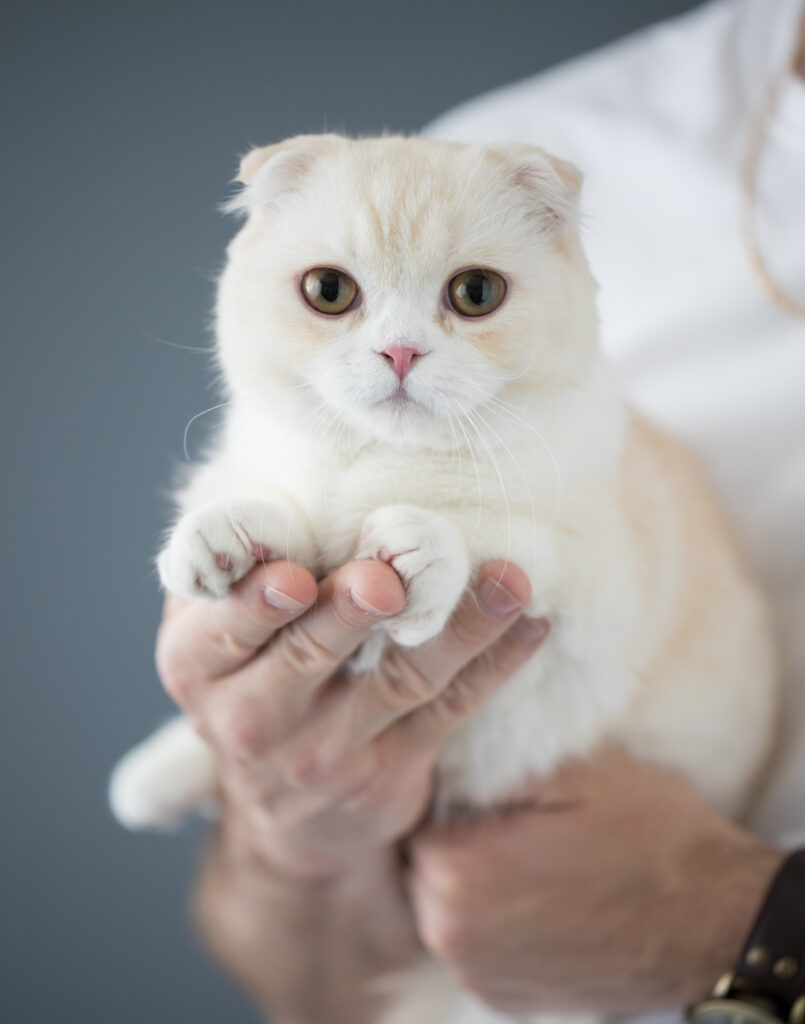 san francisco cat photographer