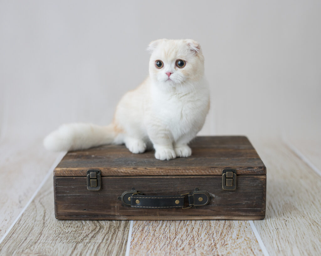 san francisco cat photographer