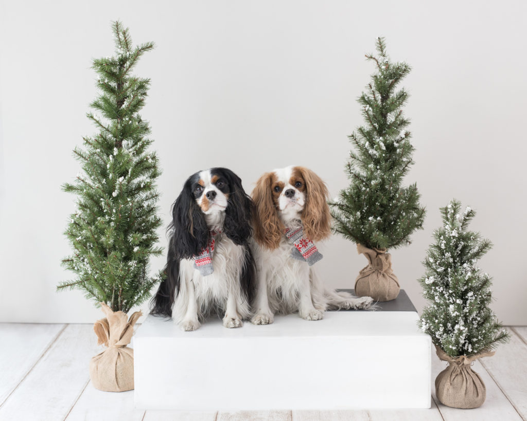 san-francisco-pets-dog-photographer