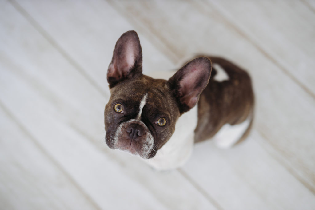 san-francisco-pets-dog-photographer